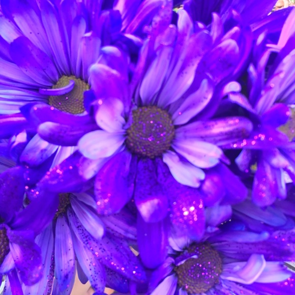 Meet your Posher, Carolina - Picture 1 of 1